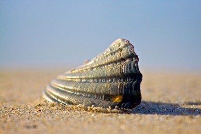The Shell (2)